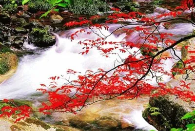 NATUREZA