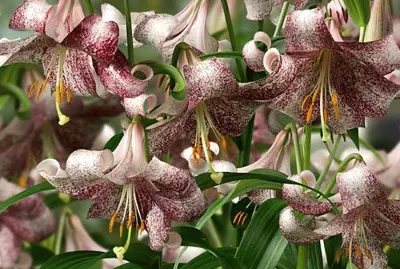 FLORES: LÃRIO LANKON