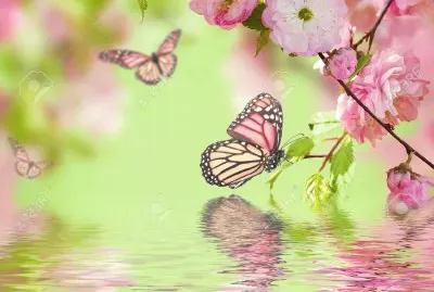 פאזל של Hermosa mariposa