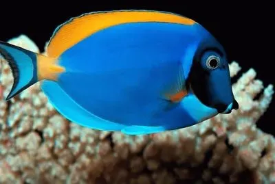 פאזל של Peixe