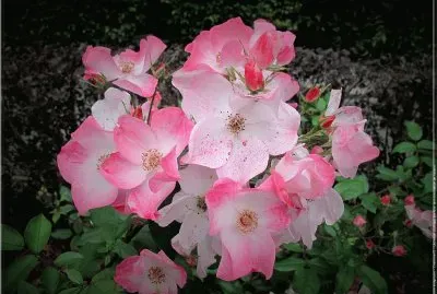 Eglantine