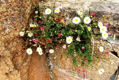 Mauer-BlÃ¼mchen