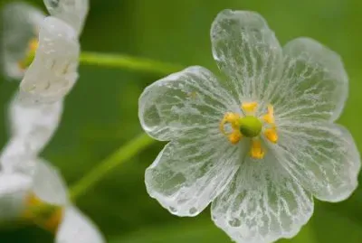 FLORES: FLOR ESQUELETO