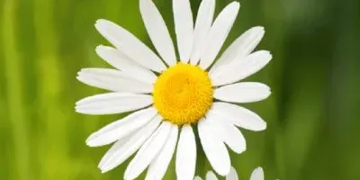 Paquerettes jigsaw puzzle