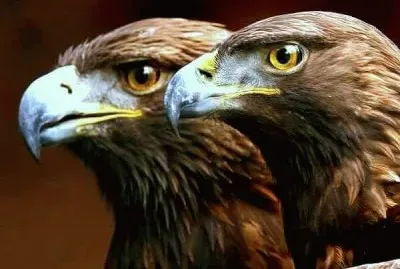 Raptors