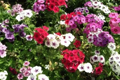 Phlox