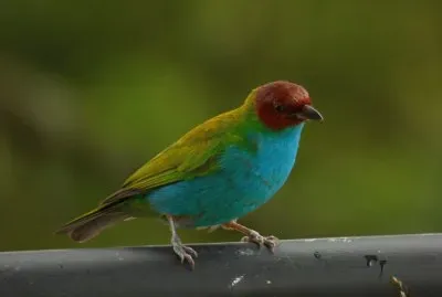 Tangara gyrola