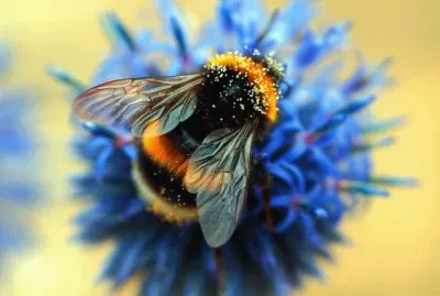 fuzzy bumble