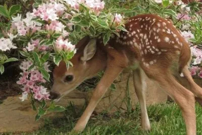 bambi