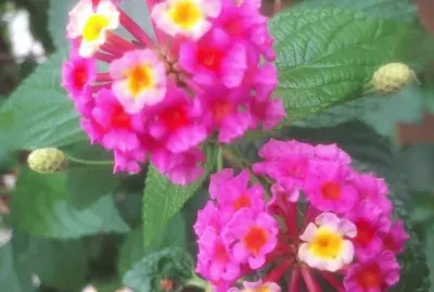 Lantana
