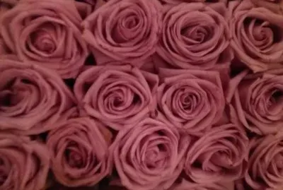 Rosas rosas