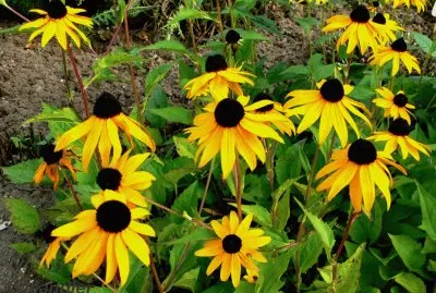 Gaillarde jigsaw puzzle