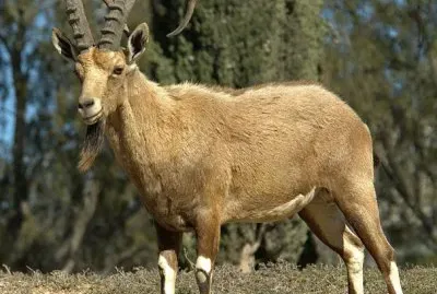 Stambecco della nubia