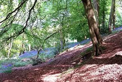 פאזל של Dale Bluebells