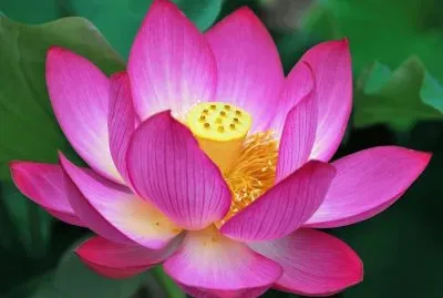 Lotus
