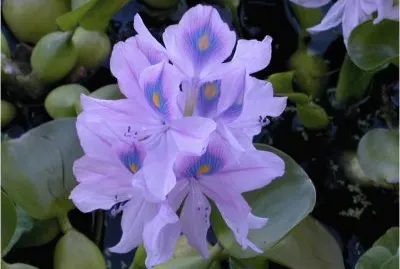 פאזל של Jacinthe d 'eau