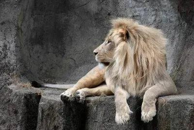 lion