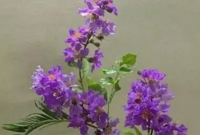 lavender flowers