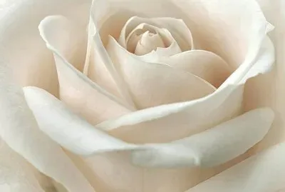 white rose