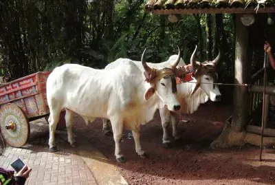 Carreta tradicional de bueyes, Costa Rica.