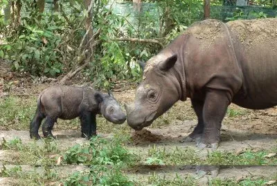 Sumatran rhino