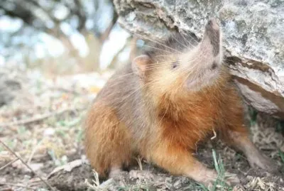 Hispaniolan solenodon