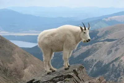 Mountain goat