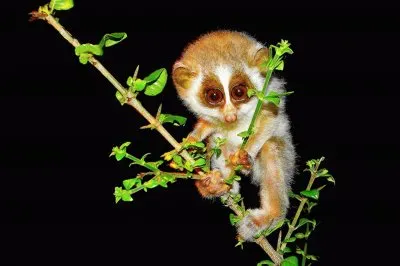 Slender loris