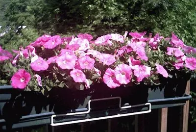 פאזל של Anything