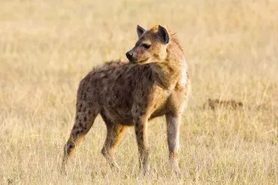 Iena macchiata jigsaw puzzle