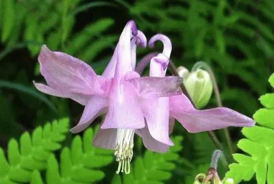 פאזל של Ancolie