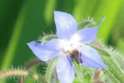 פאזל של Bourrache