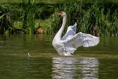 swan