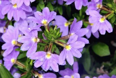 Scaevola