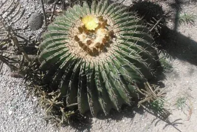 cactus jigsaw puzzle