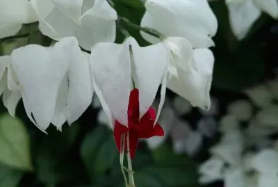 clerodendrum thomsoniae
