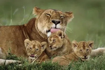 leona y sus cachorros