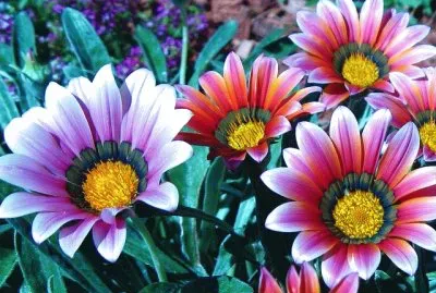 Gazania