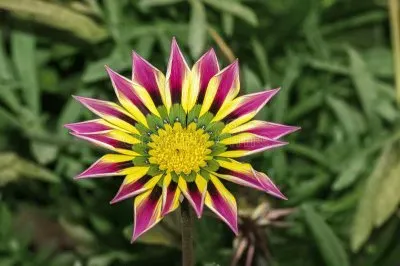Gazania jigsaw puzzle