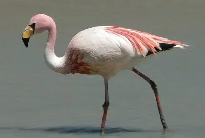 Fenicottero delle ande