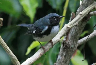 Dendroica blu golanera