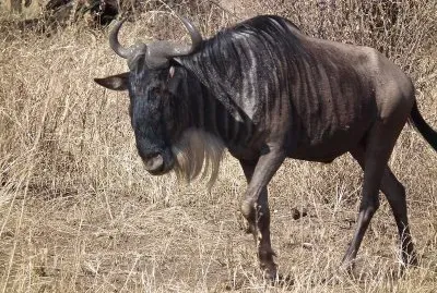 Gnu striato