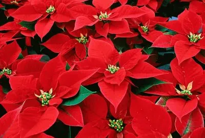 poinsettia