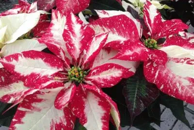 poinsettia
