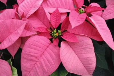 poinsettia