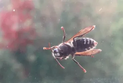 Bug on my bedroom window!