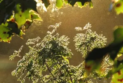 Field plants silhouetted by morning sun
