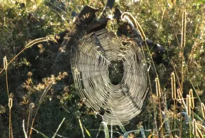 Spiderweb in the morning sun