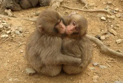 Macaca fuscata