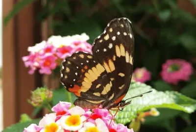 Lantana y mariposa